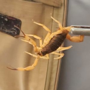 escorpião encontrado