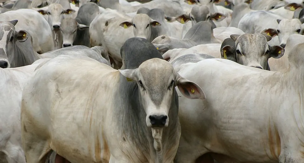 Exportação de carne bovina — Foto: Wenderson Araújo /CNA Brasil